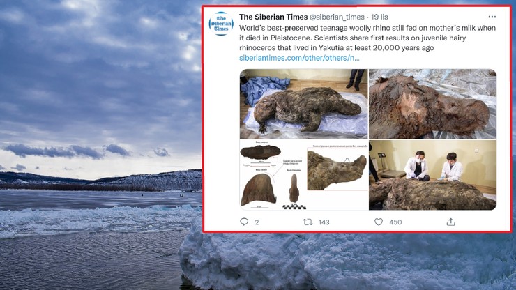 Jakucja. Są wyniki badań nad żyjącym 20 tys. lat temu nosorożcem włochatym