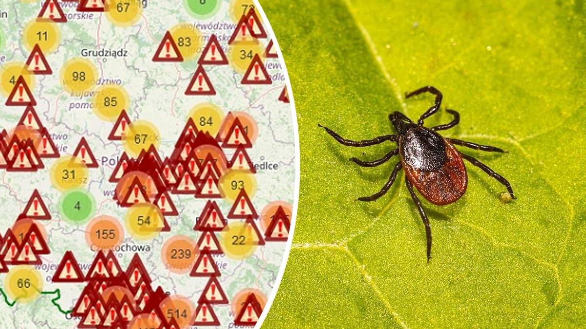 Mapa aktywności kleszczy w Polsce. Fot. ciemnastronawiosny.pl