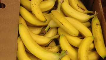 Będzie współpraca międzynarodowa ws. narkotyków znalezionych w bananach