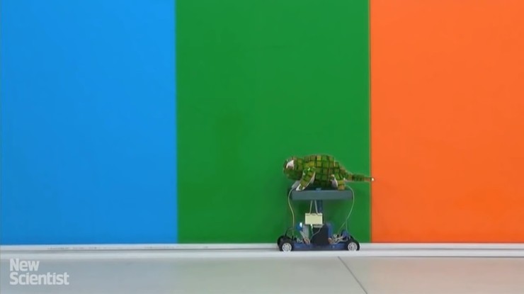 Kamuflaż staje się rzeczywistością. Naukowcy prezentują robota, który zmienia kolor jak kameleon