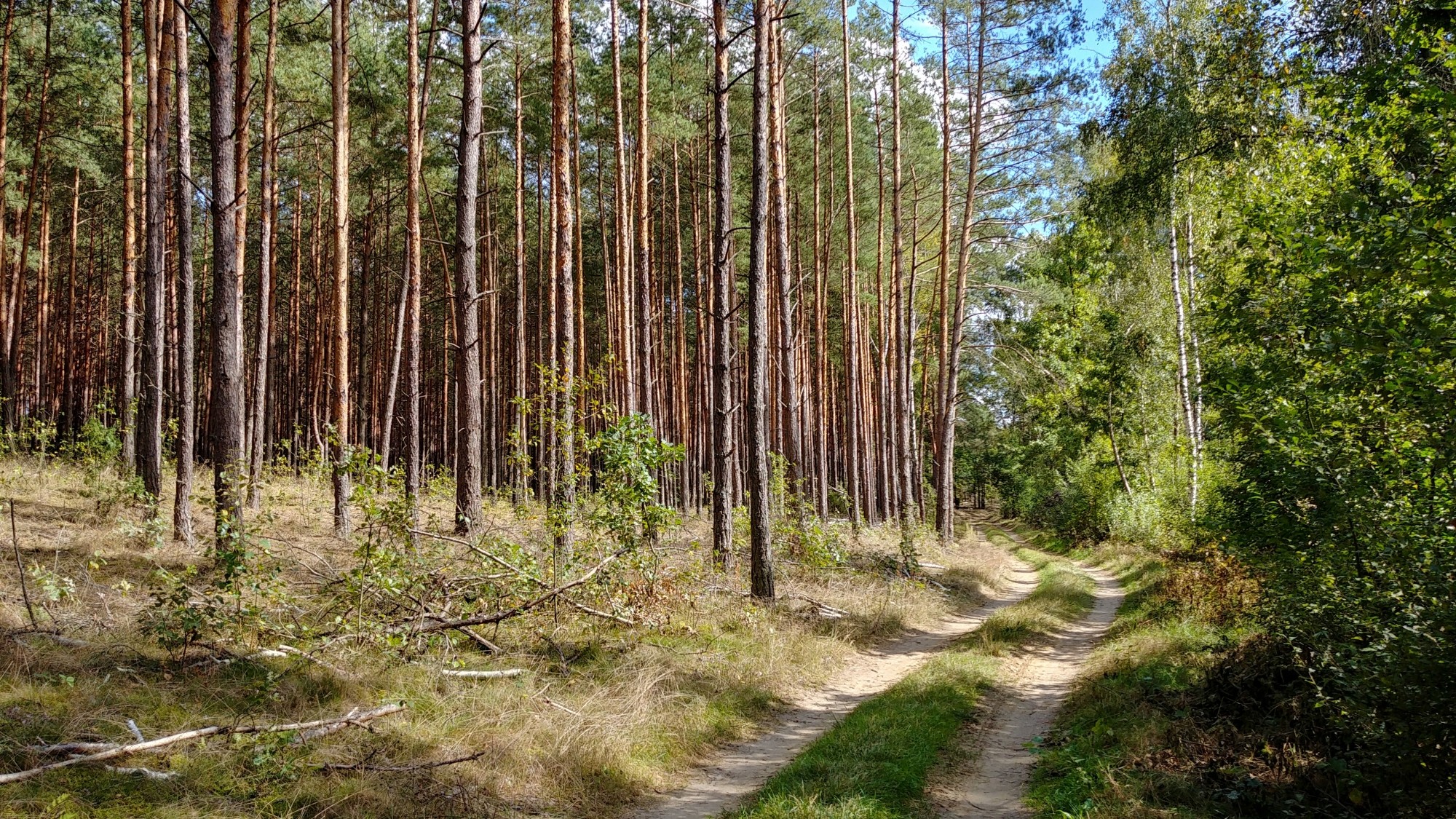 Urocze zakątki w lasach - zdjęcie 44