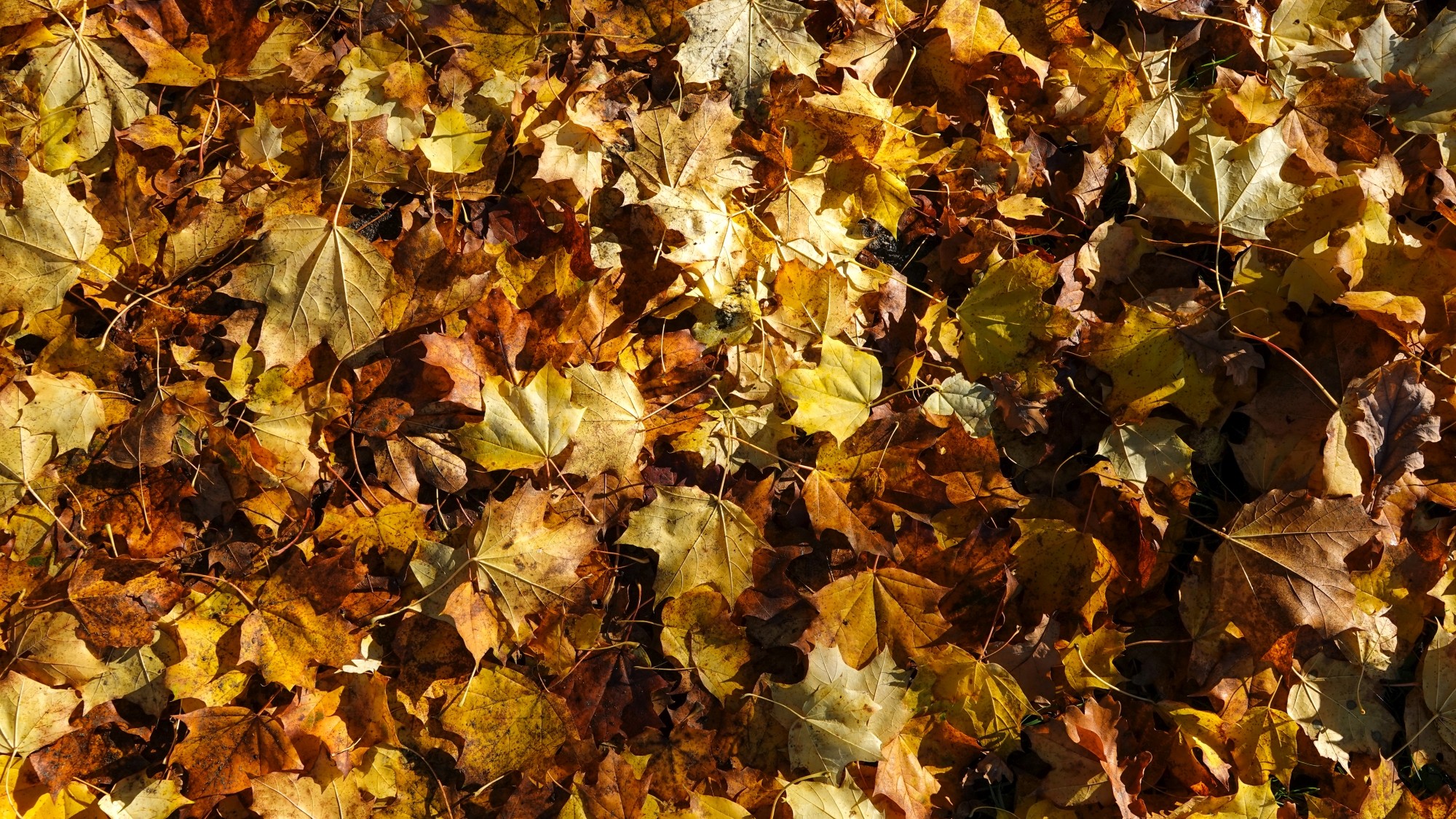 Wszystkie barwy jesieni - zdjęcie 32