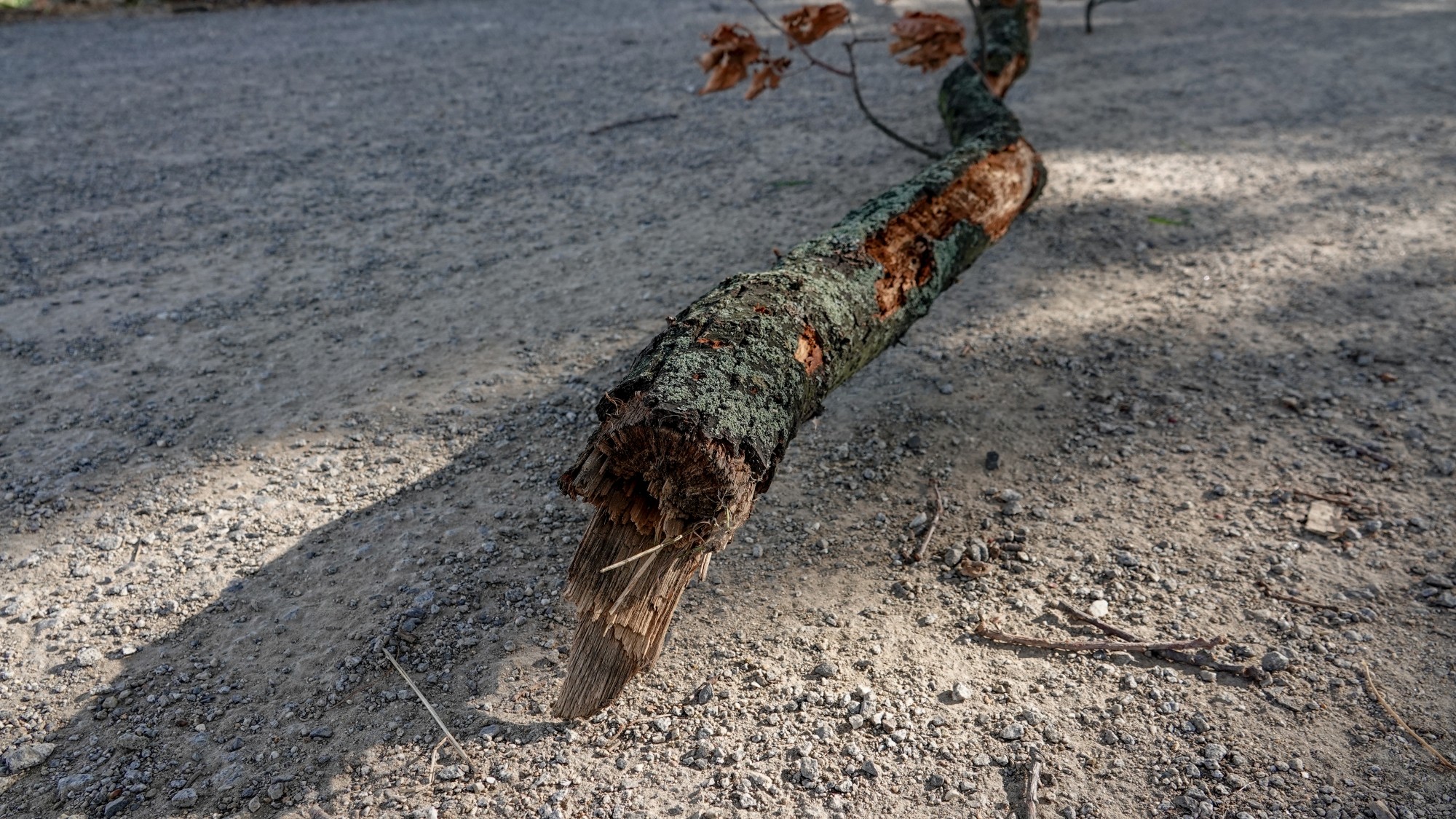 Wichura w Polsce - zdjęcie 27
