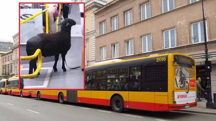 Warszawa. Czarna owca wsiadła do autobusu komunikacji miejskiej. Zdjęcie udostępniono w sieci