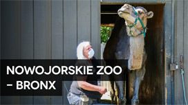 Nowojorskie Zoo - Bronx