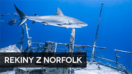 Rekiny z Norfolk
